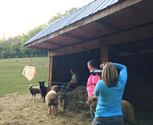 Valerie taking some product shots with the sheep involved.