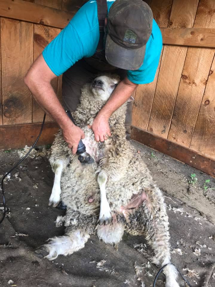Nate shearing Fred