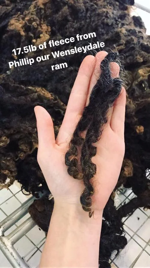 Phillip's fleece