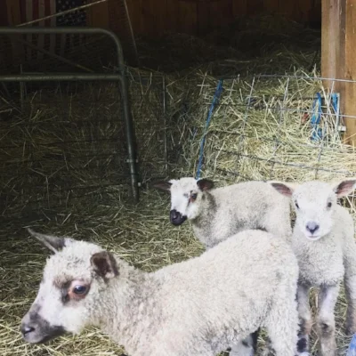Oliver (left), Oscar (middle), Owen (right)