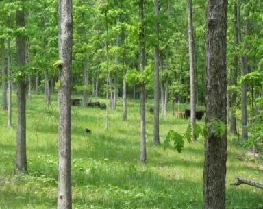 https://www.extension.umn.edu/environment/agroforestry/silvopasture/silvopasture.html