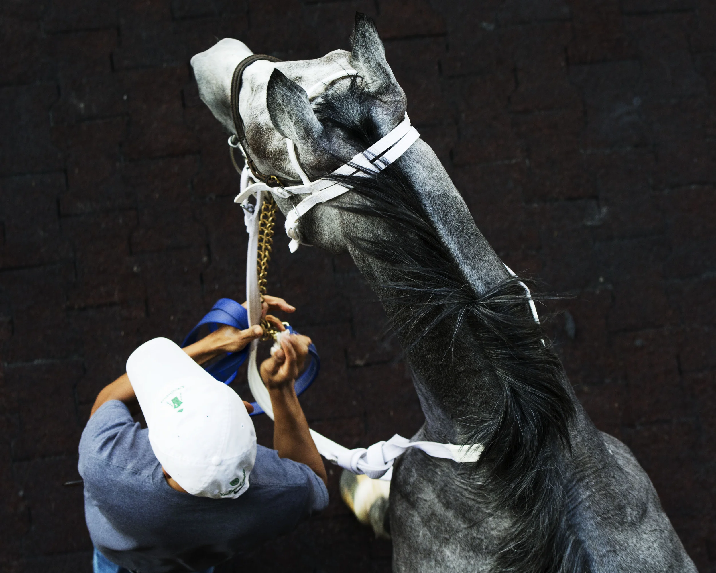 Lauren Laws Equine 9.jpg