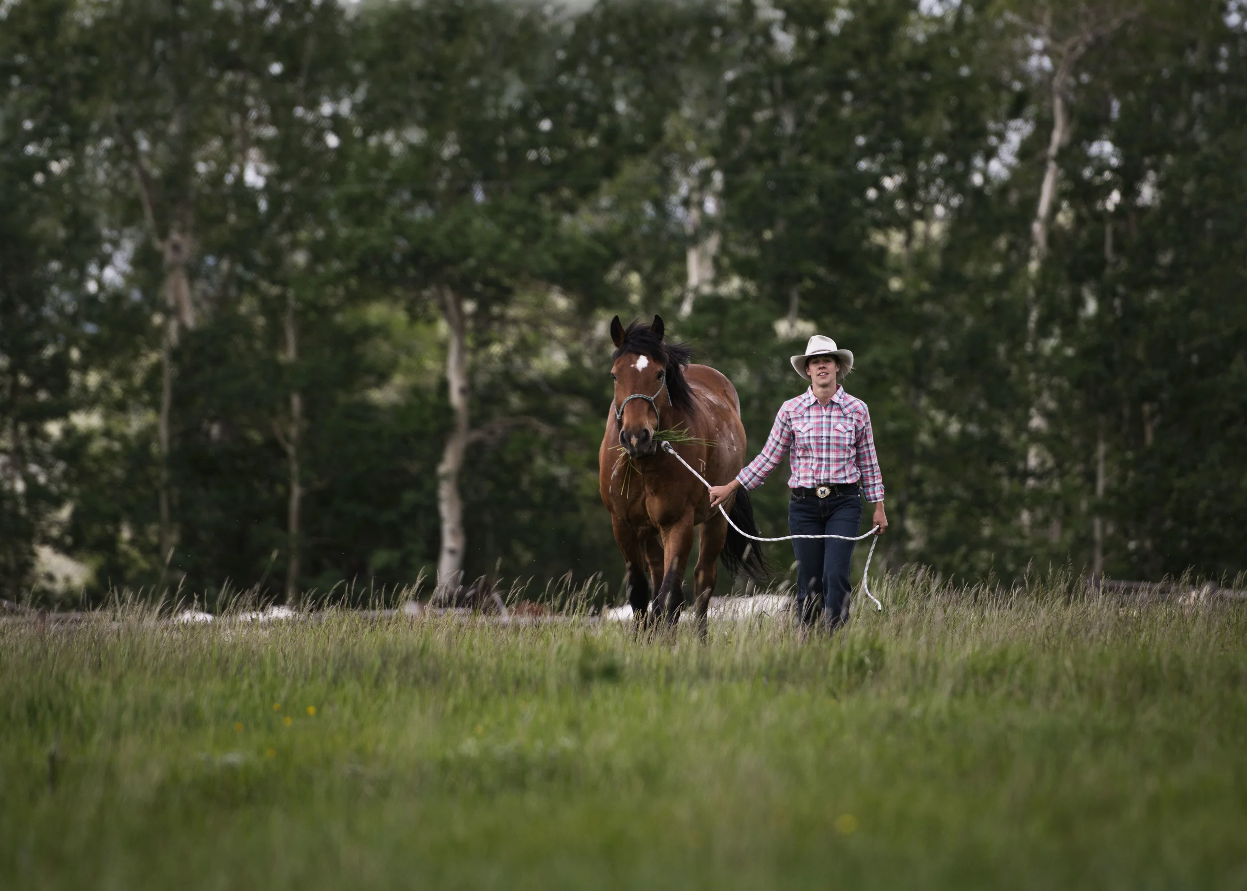 Lauren Laws Equine 14.jpg