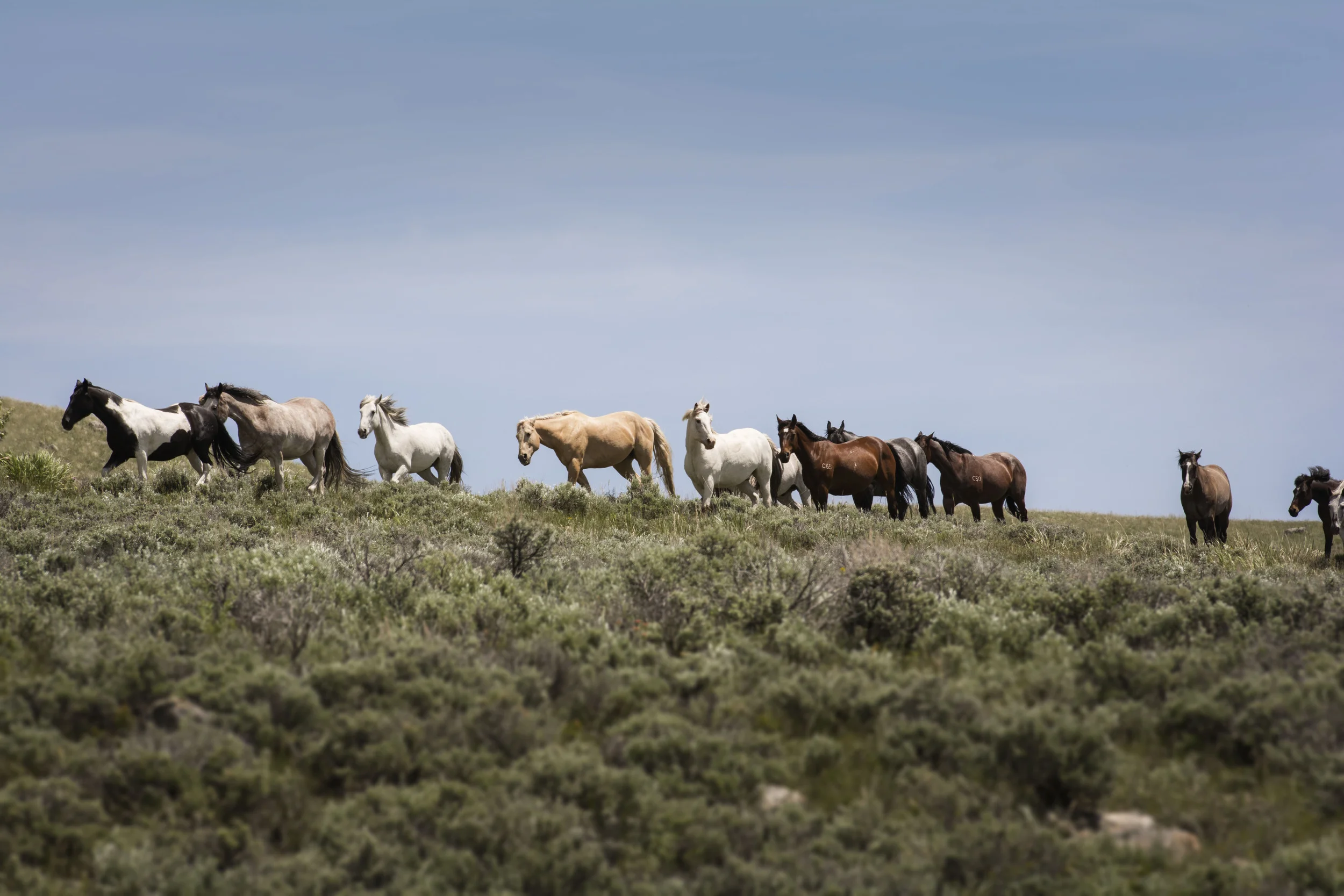 Lauren Laws Equine 13.jpg