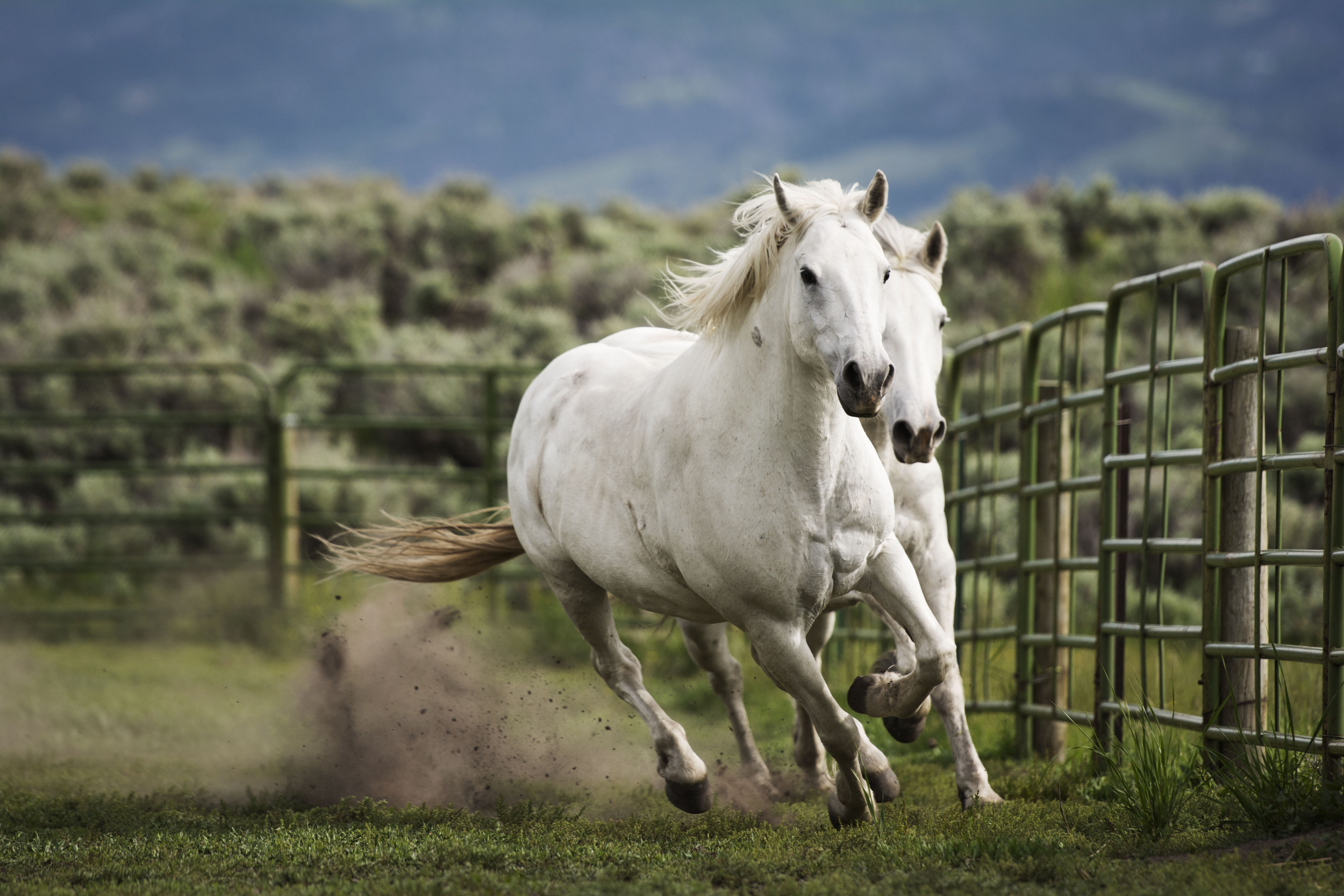 Lauren Laws Equine 15.jpg