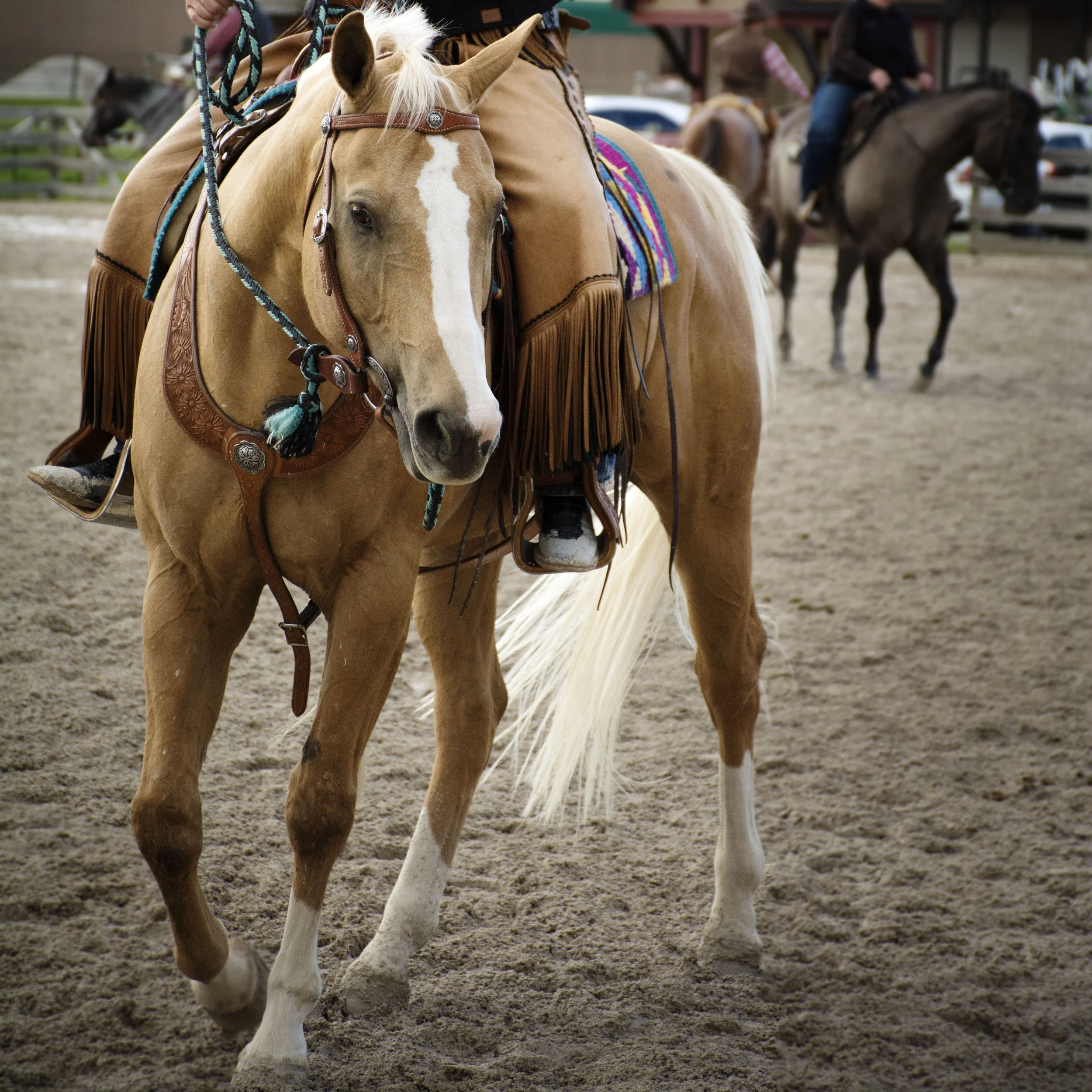 Lauren Laws Equine 22.jpg