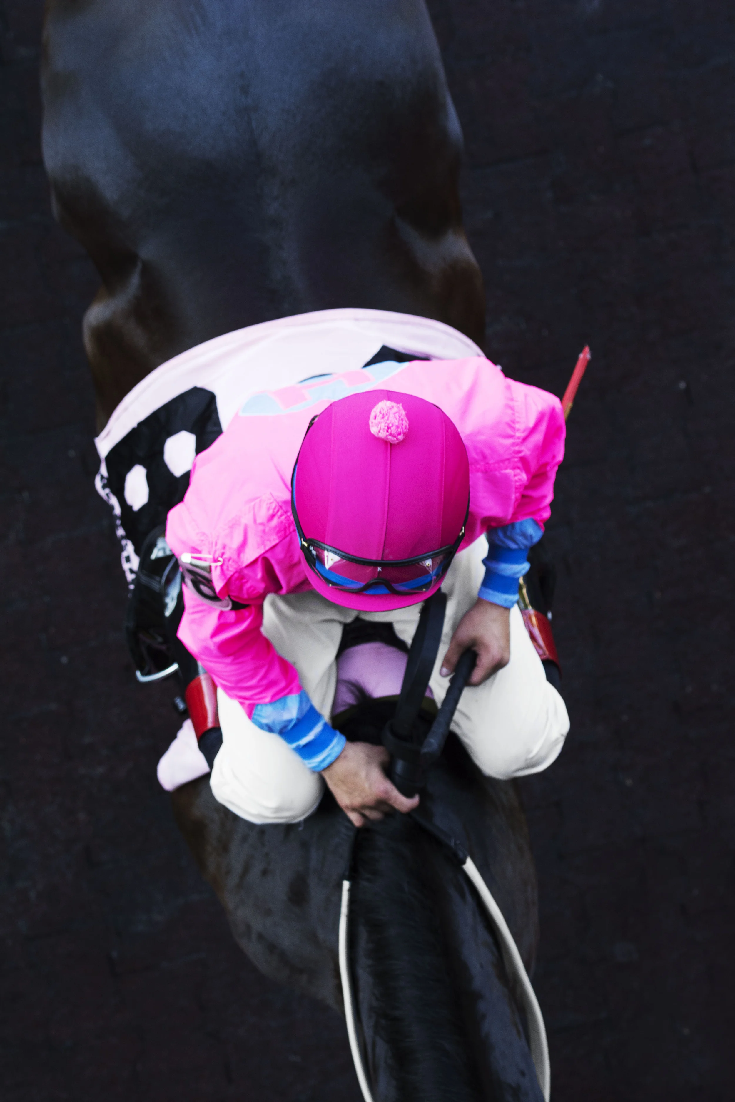 Lauren Laws Equine 23.jpg