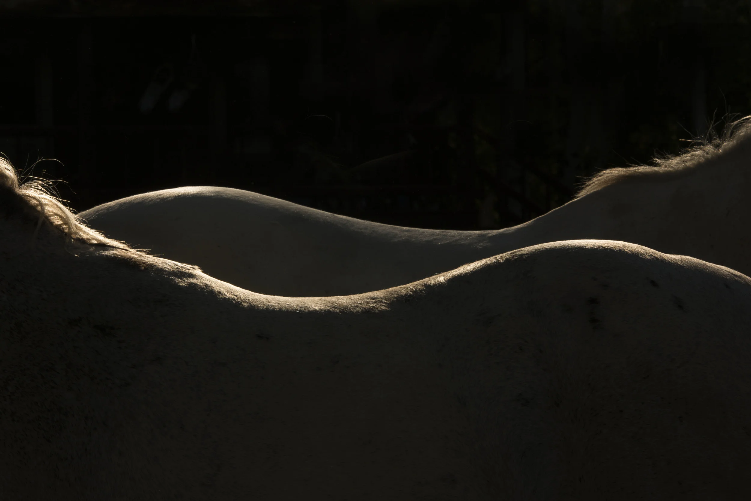 Lauren Laws Equine 25.jpg