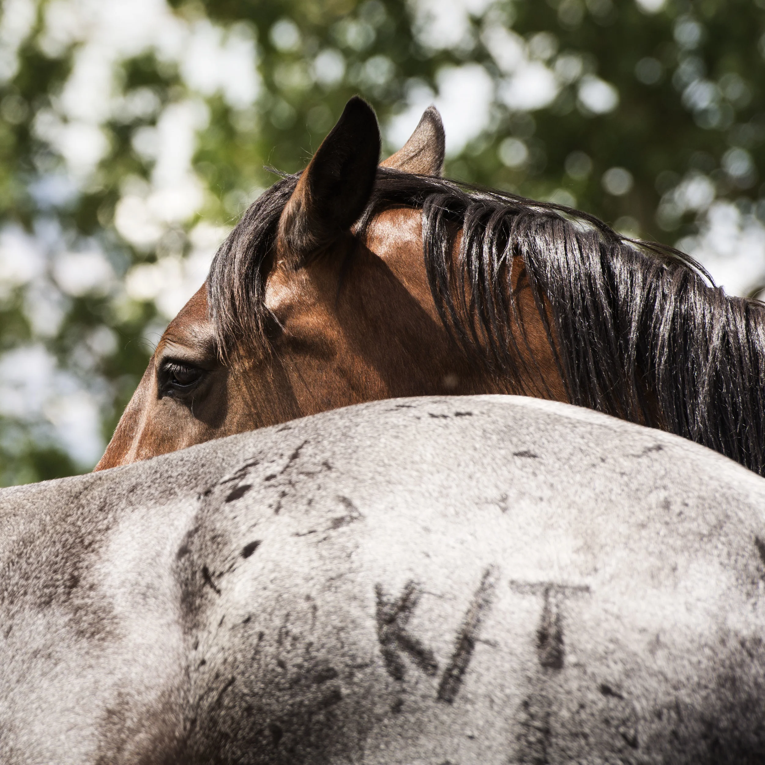 Lauren Laws Equine 27.jpg