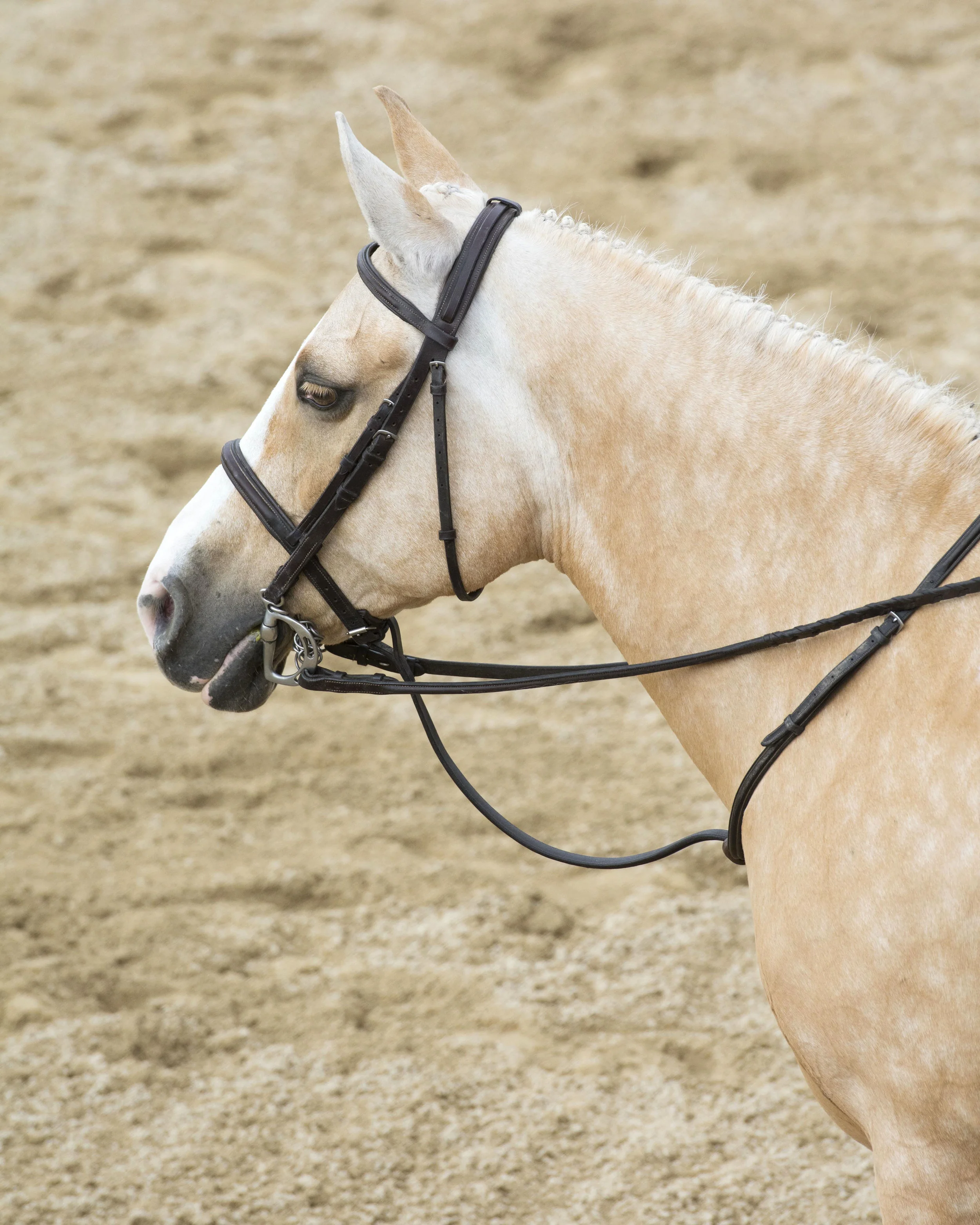 Lauren Laws Equine 29.jpg