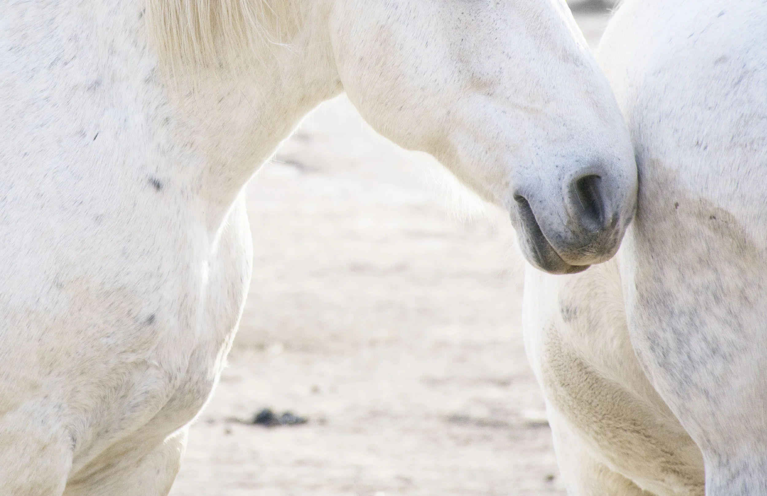 Lauren Laws Equine 31.jpg