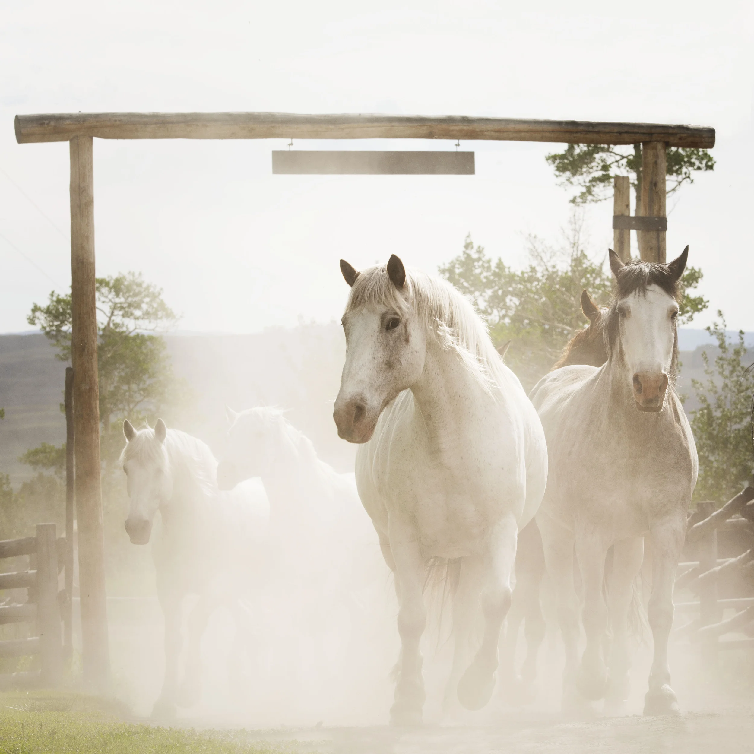 Lauren Laws Equine 33.jpg