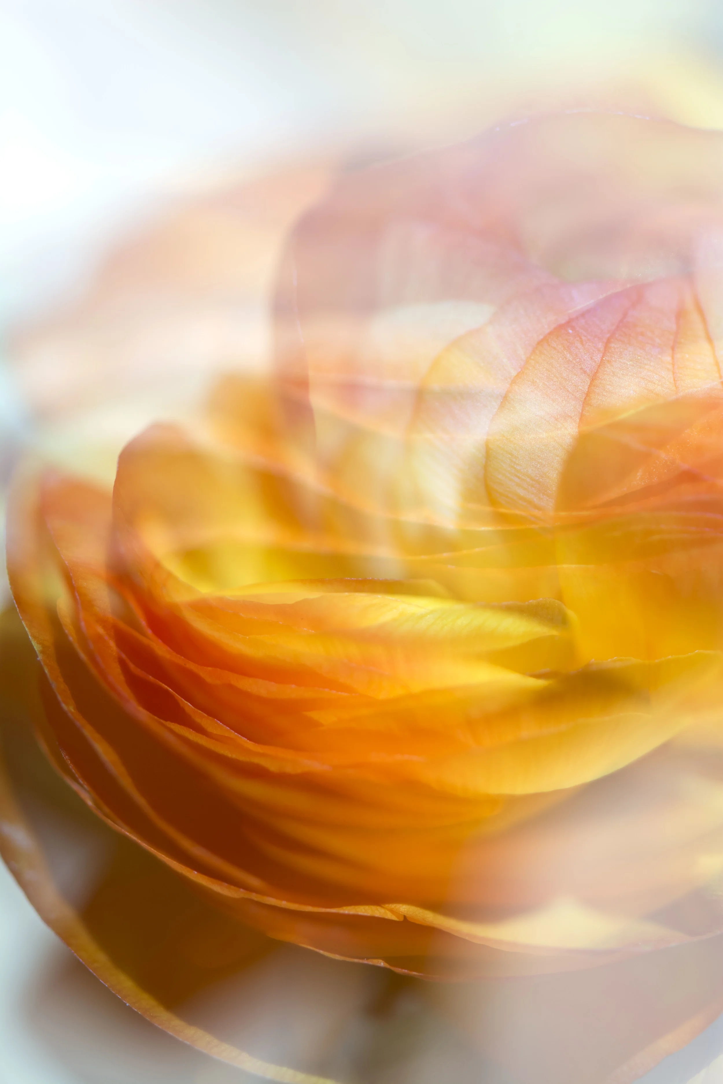 Lauren Laws DE 3.jpg