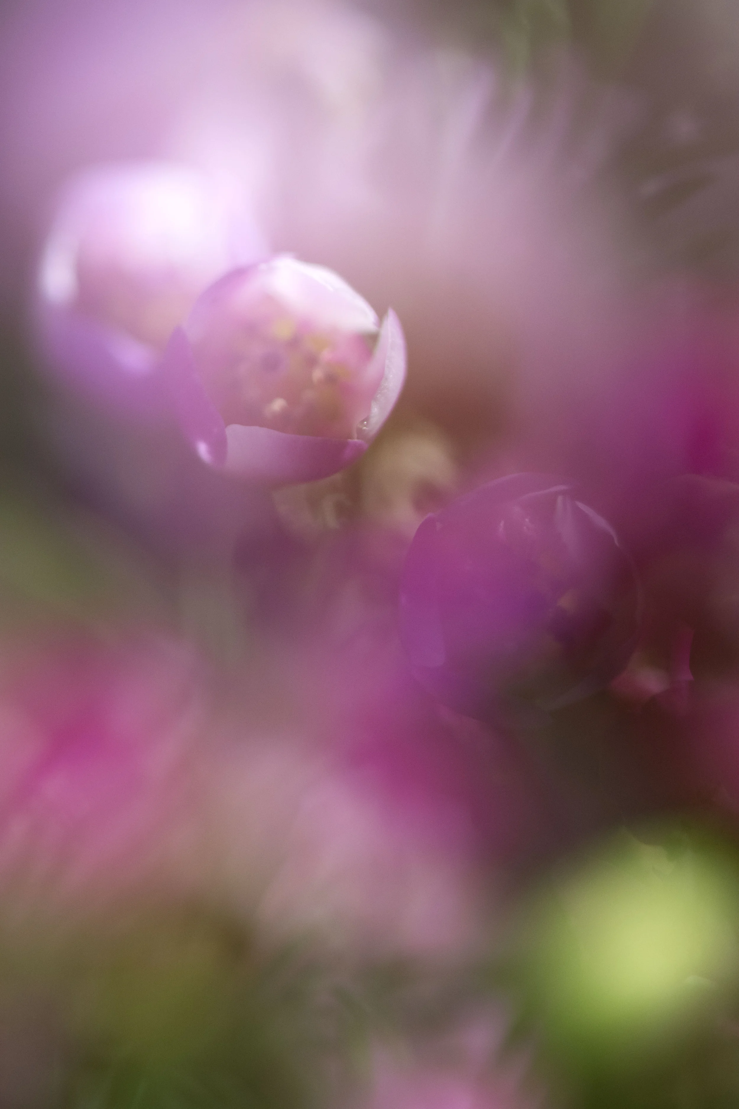 Lauren Laws DE 1.jpg