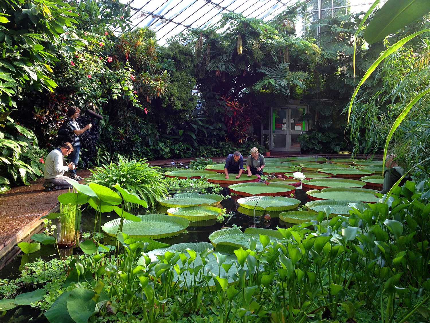Filming in the Plants and People Glasshouse, Royal Botanic Garden Edinburgh