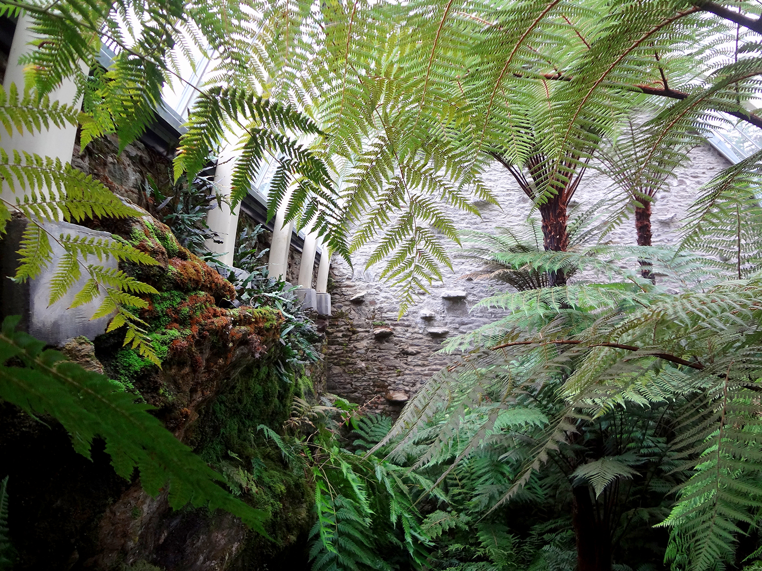 Benmore Botanic Garden Fernery, Dunoon, Scotland