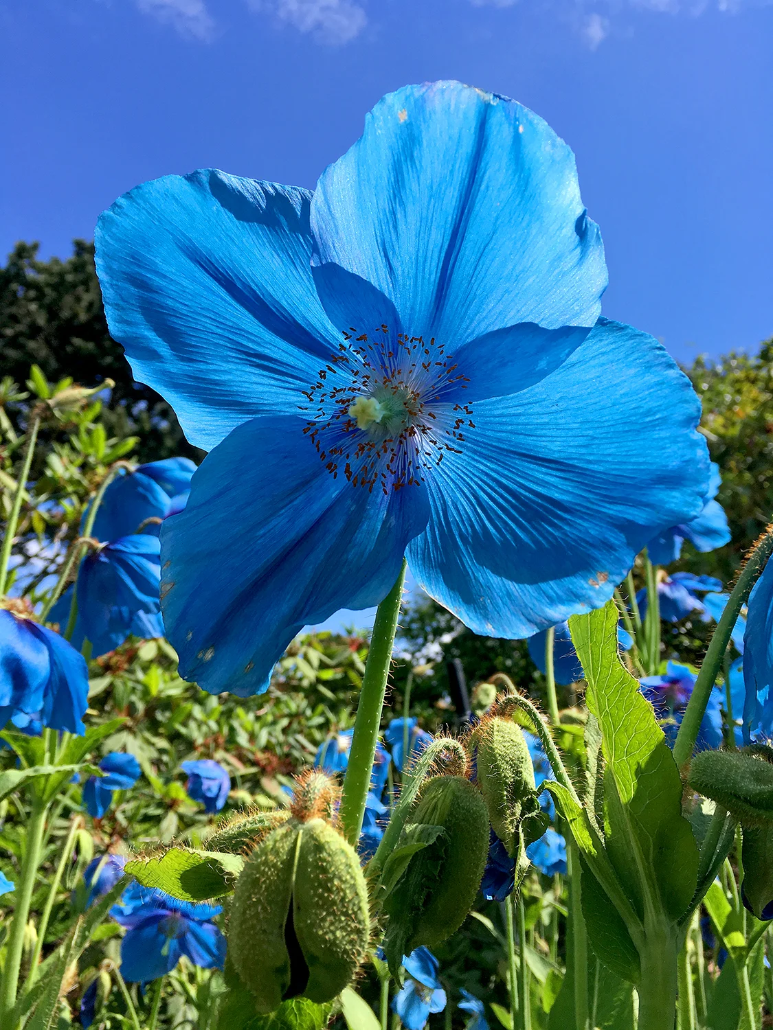 Meconopsis 'Slieve Donard' at Royal Botanic Garden Edinburgh