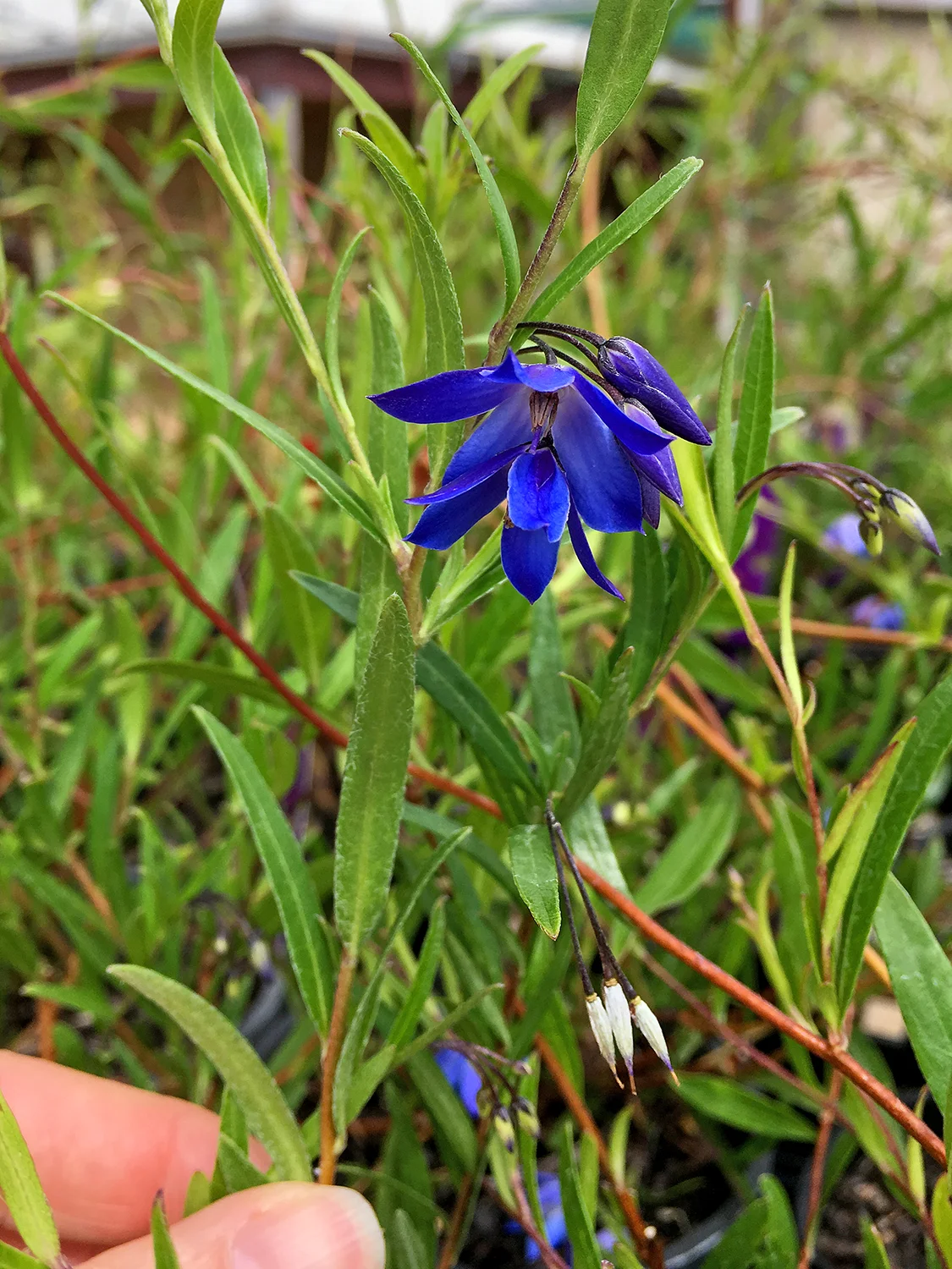 Australian Bluebell, Billardiara fusiformis , photographed in Australia