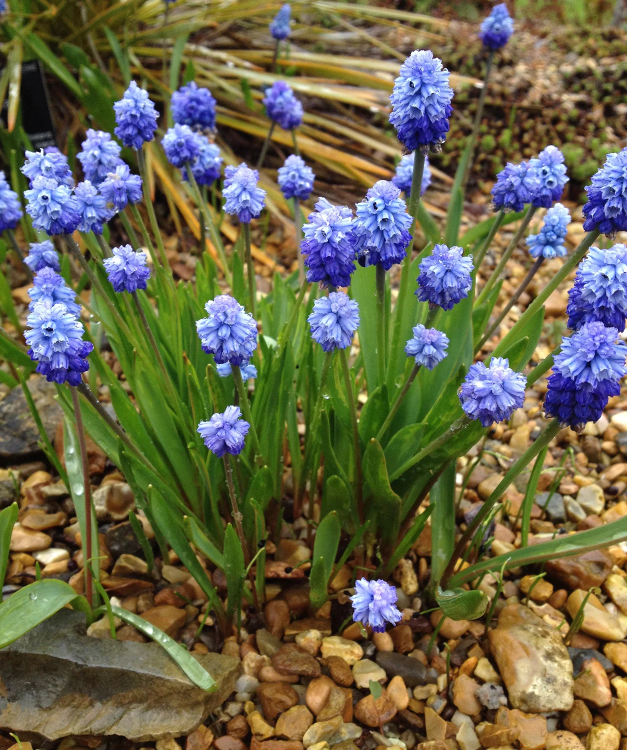 Muscari azureum