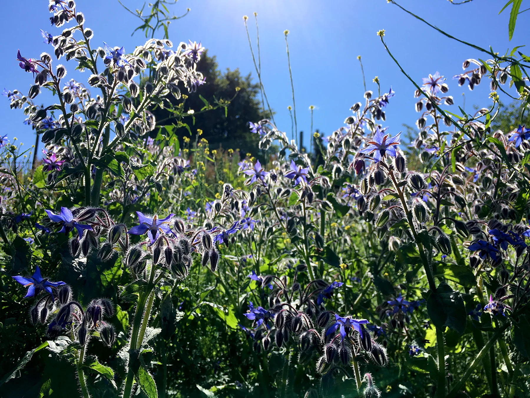 Borago officinalis