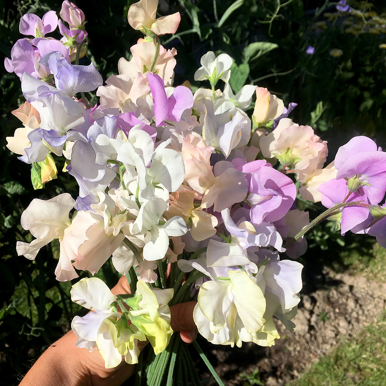 'Oban Bay', 'Betty Maiden', 'Piggy Sue', unknown lavender