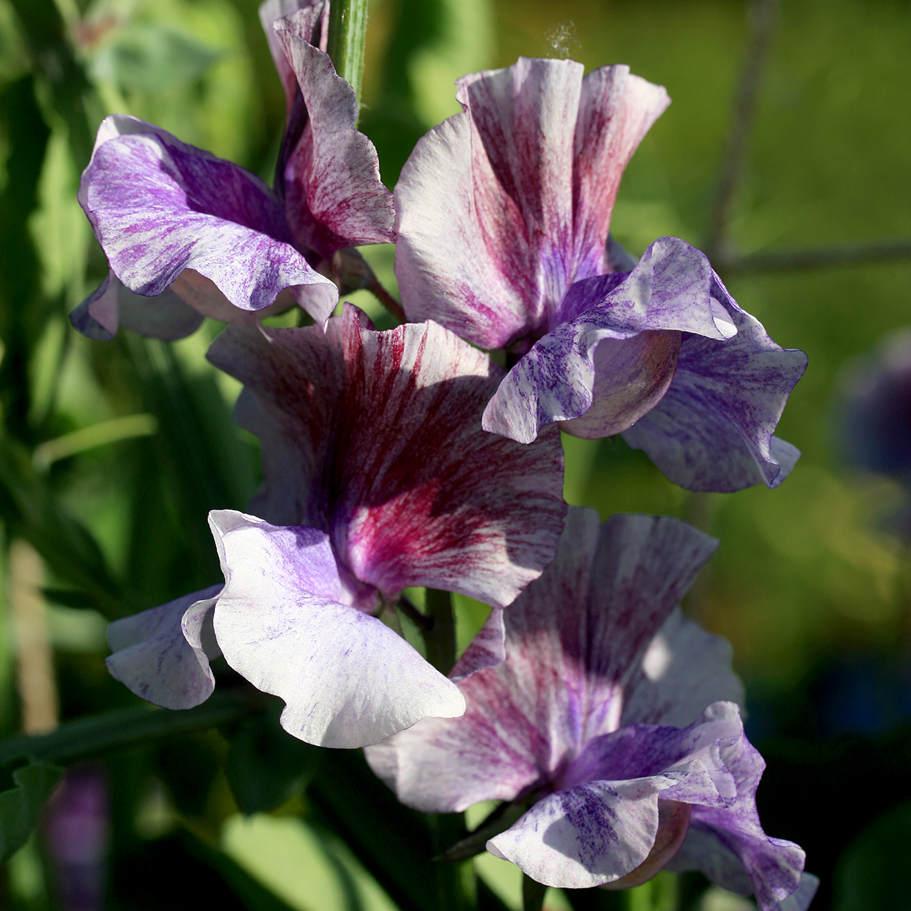 'Earl Grey'