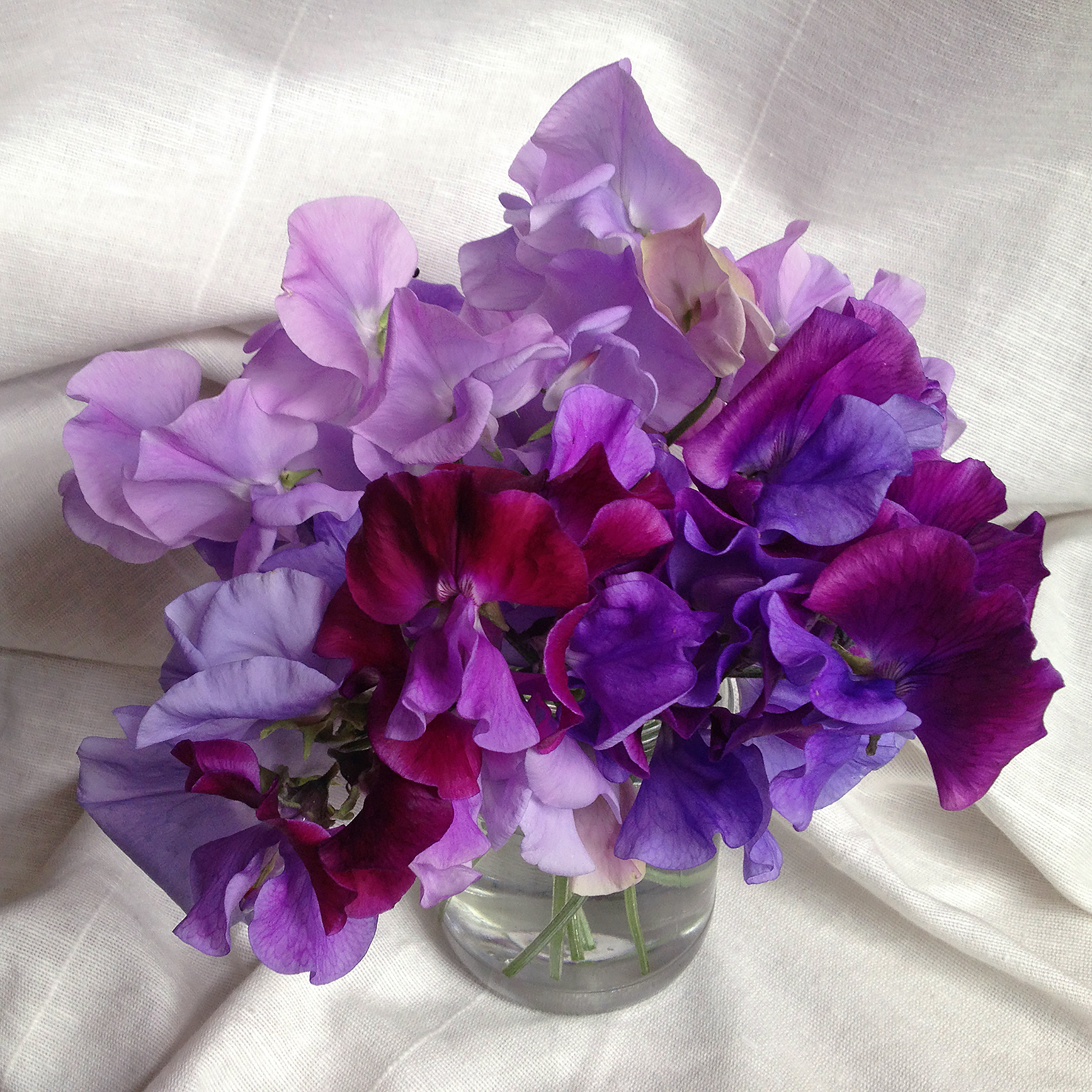 'Charlies Angel,' 'North Shore', mystery bicolor