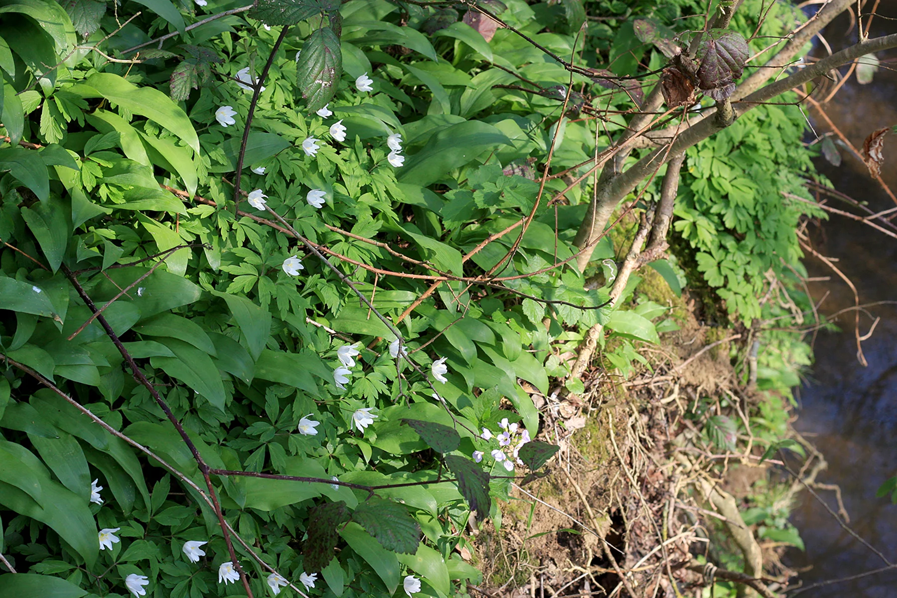 IMG_3745AWeb.jpg