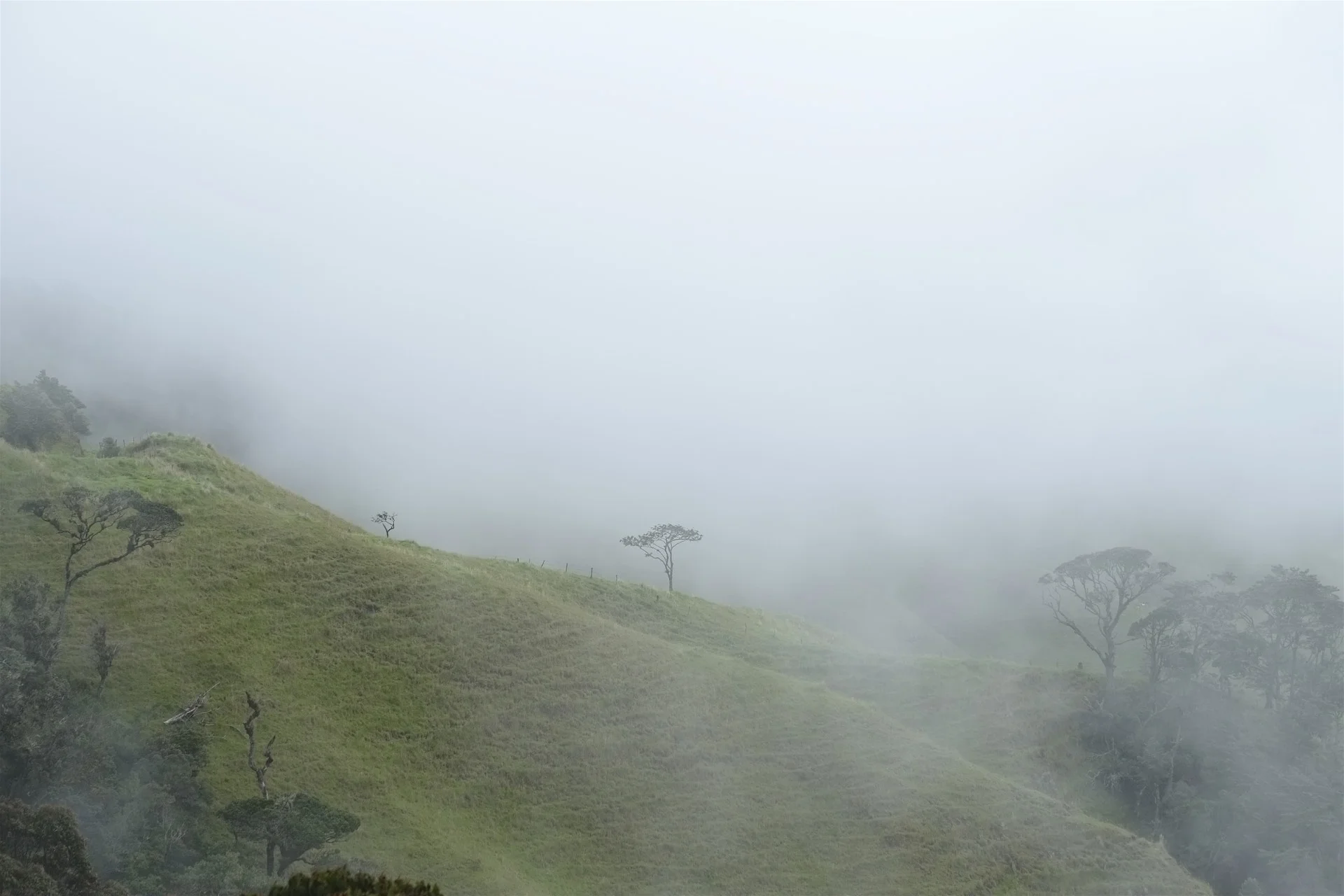 Tree in the fog, in Colombia.