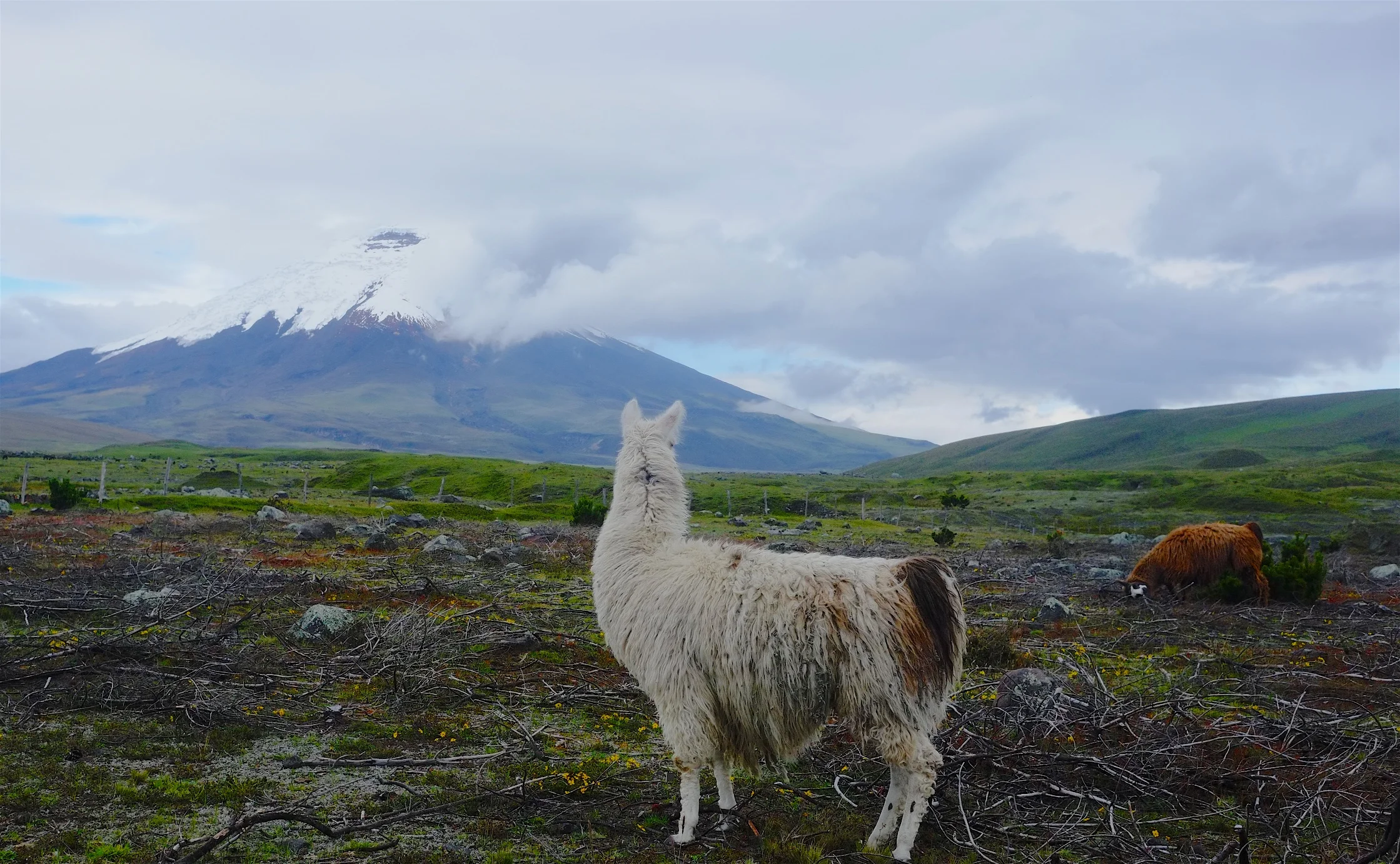 Lama overlooking Cotopaxi.