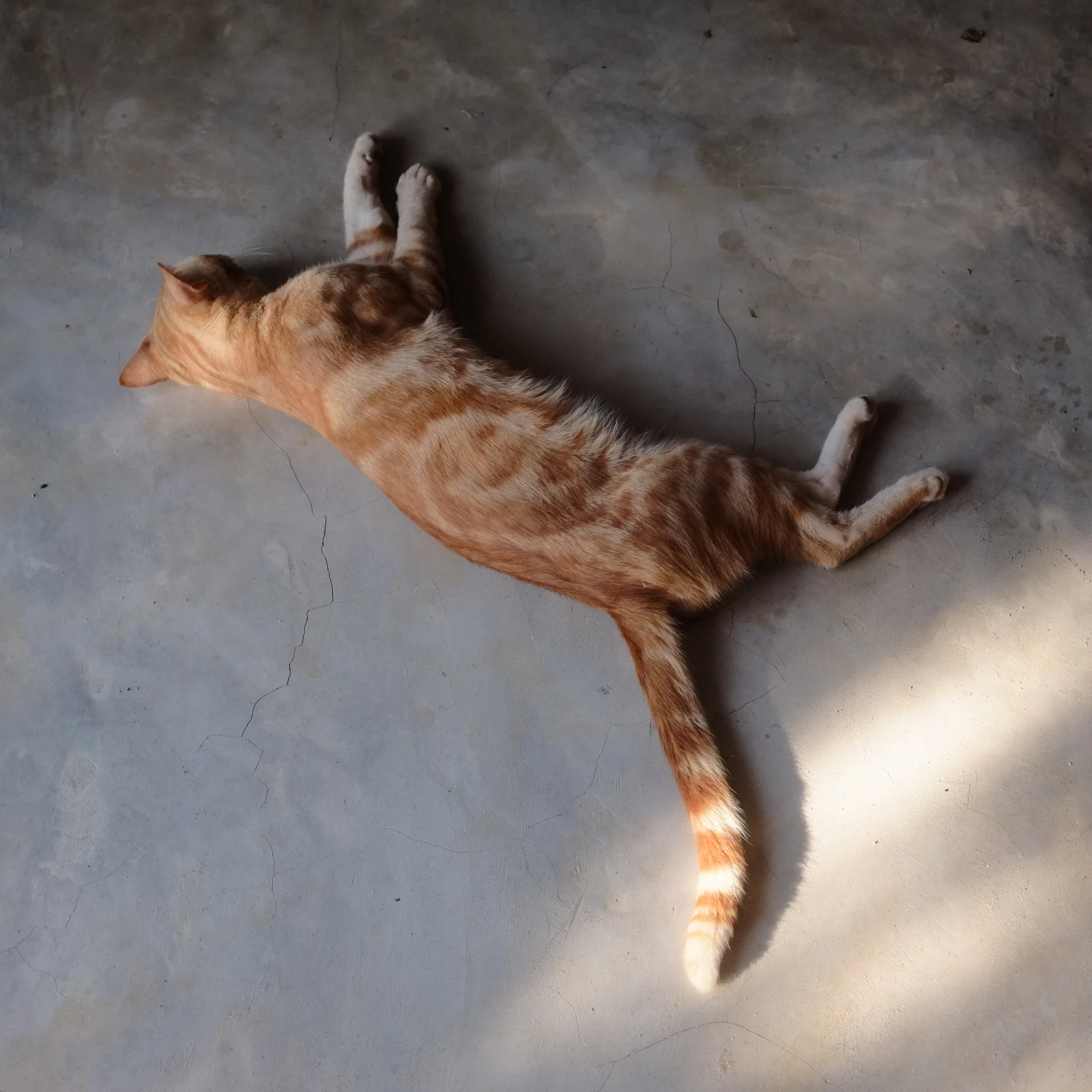 Bonus pic of a fucking cat.