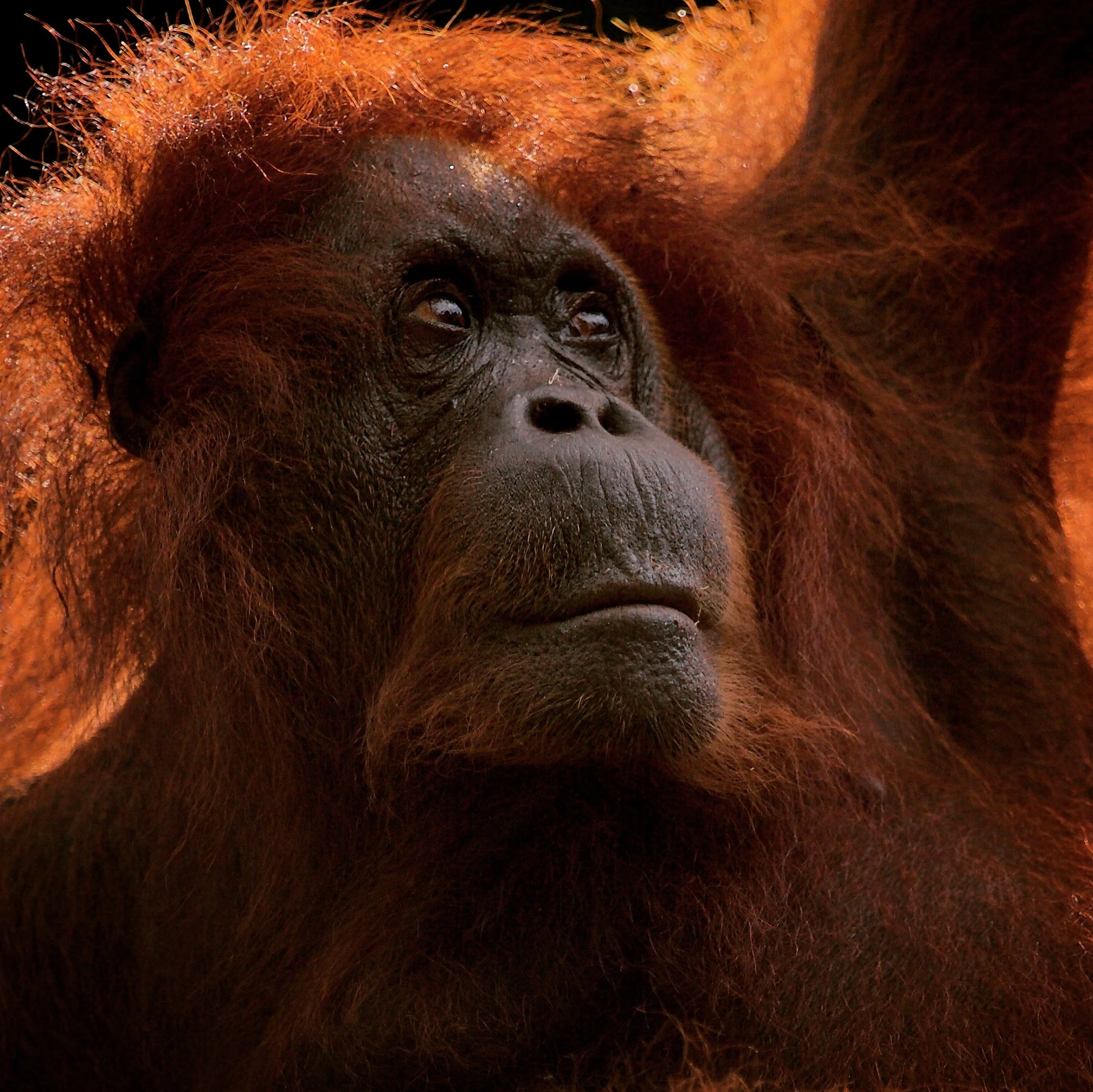 Orangutan on Borneo