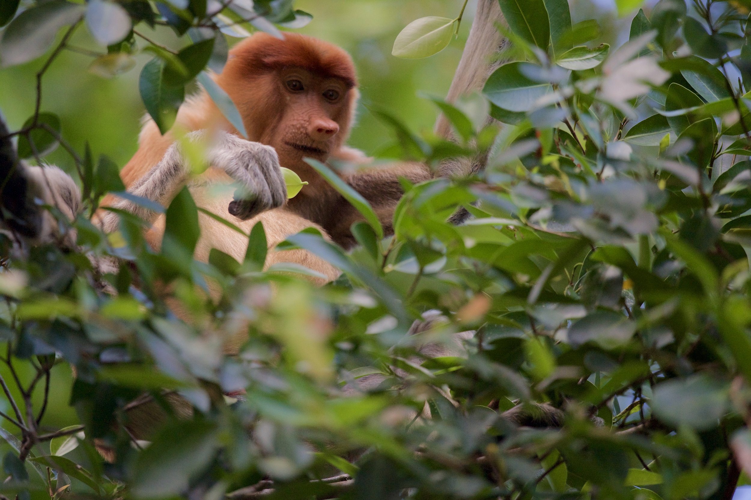 A proboscis monkey. Taken with the Nikon Df + 600mm f/4 VRII