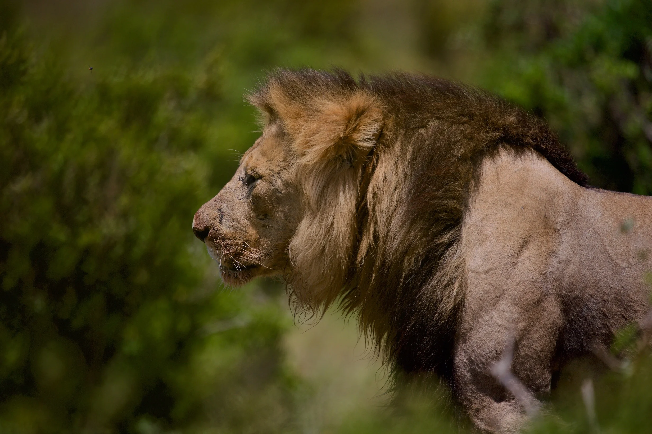 The 600mm f/4 VRII on a Safari in South-Africa