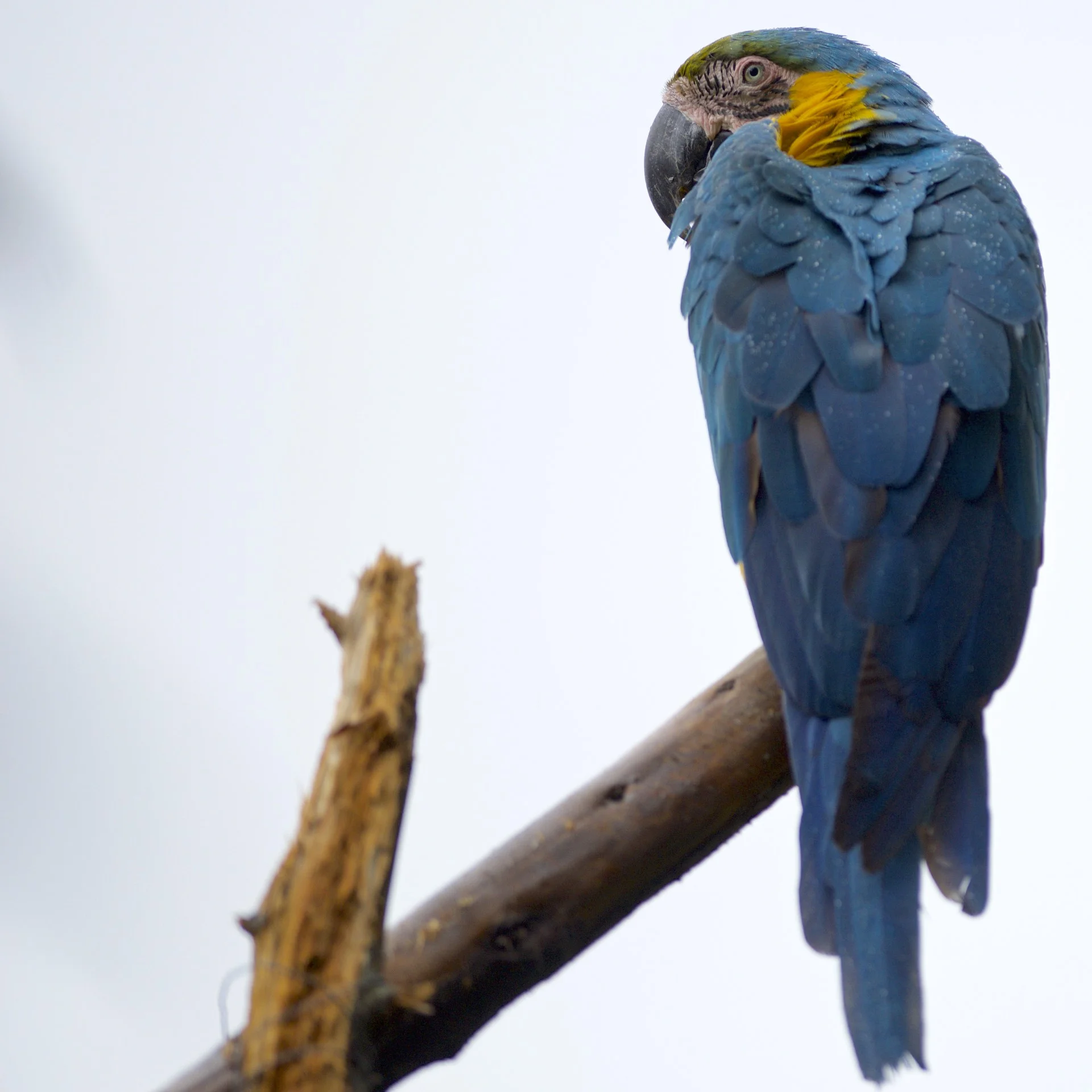 A blue macaw.