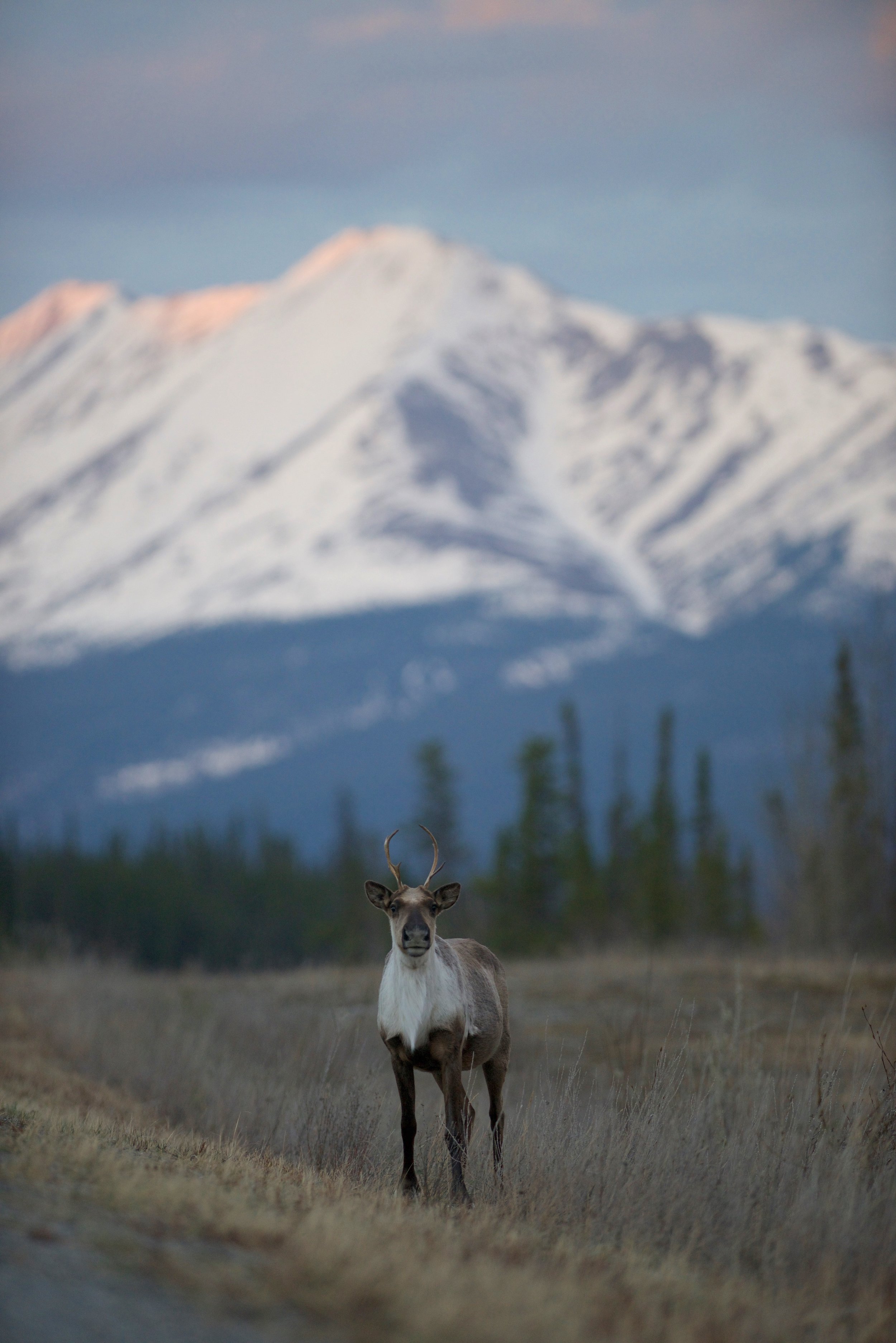A caribou near Toad River, British Columbia