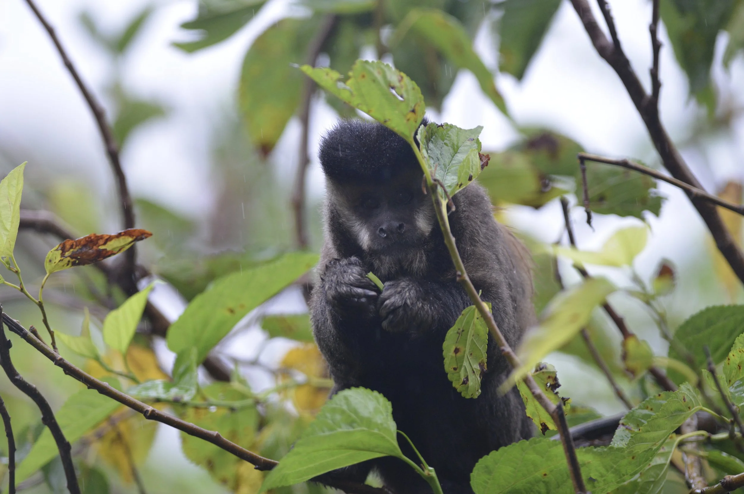 A small monkey seen in the tree from my hotel room in Bolivia.