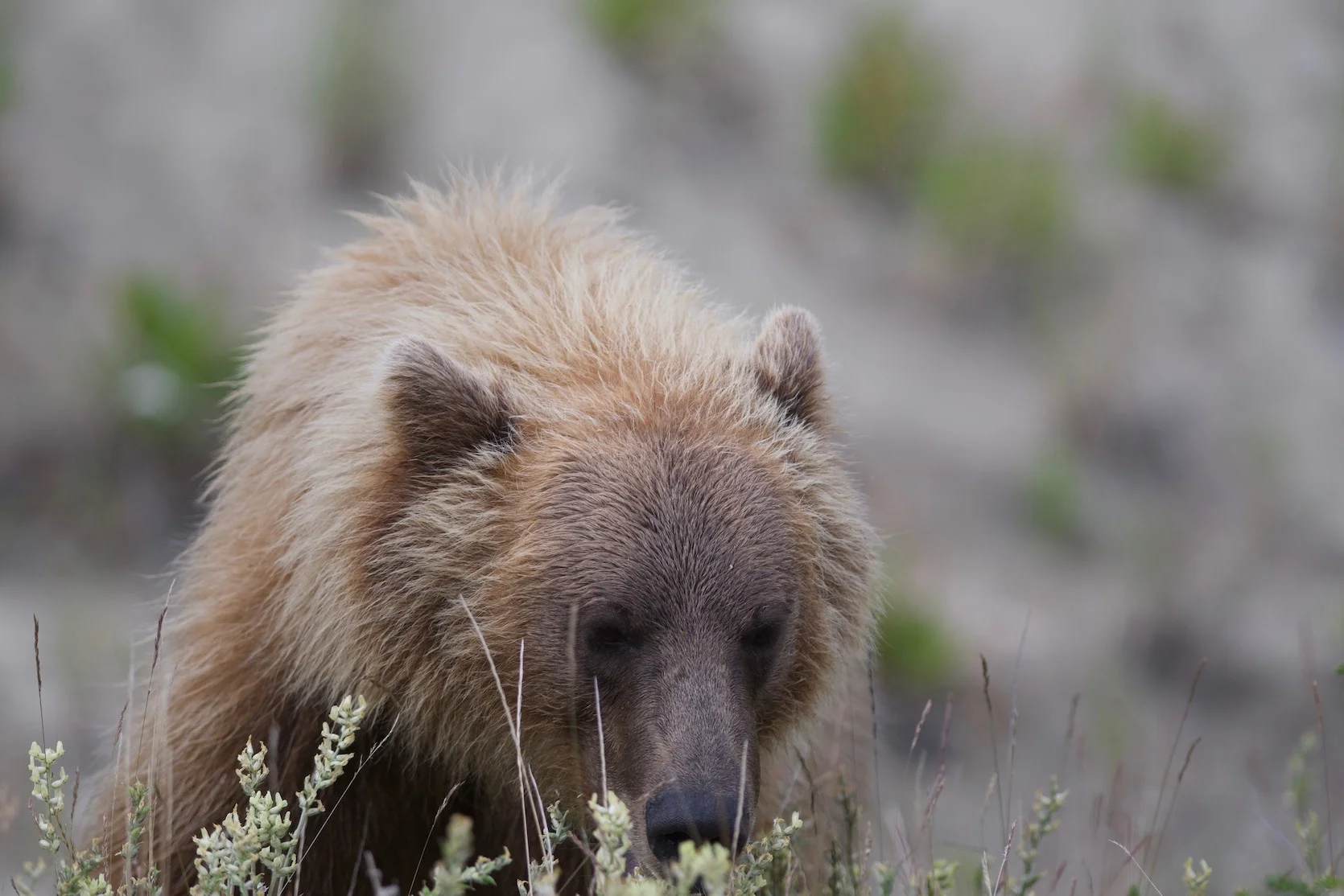 On the way out of Carcross, Yukon Territory. This grizzly shows up near the road.