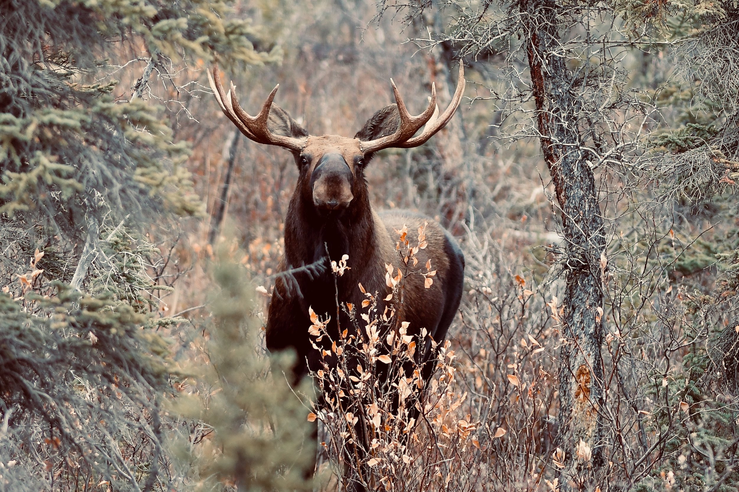Nikon D7500 + 300mm f/2.8 VR wide open, Tombstone National Park, Yukon Territory