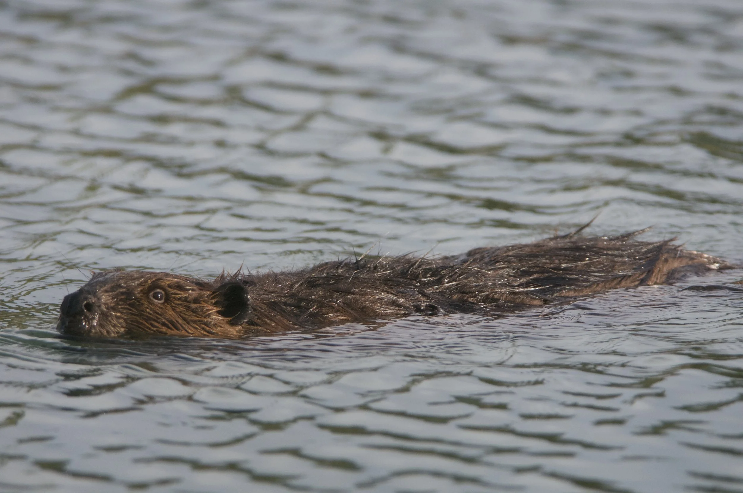 Beaver!