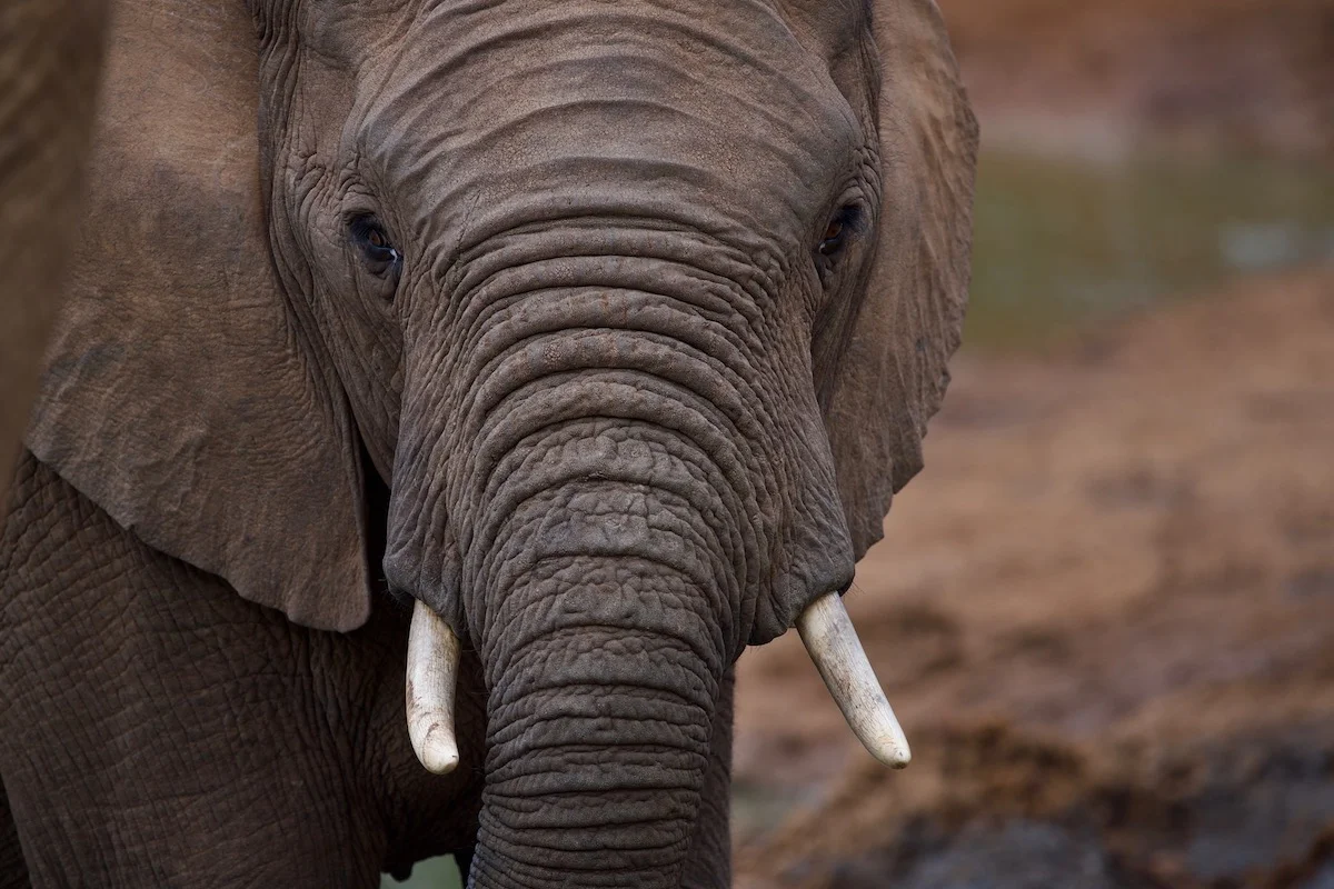 Wildlife RAW Lightroom Preset by Jean-Pascal Remon