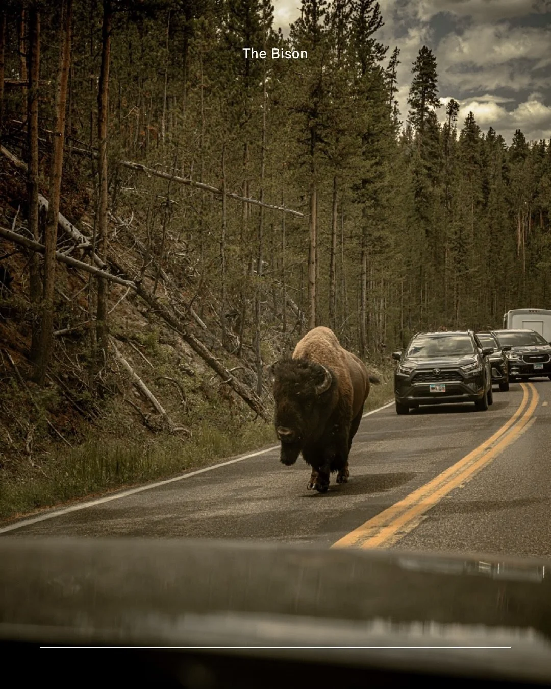 The powerful Bison &hellip; #yellowstonenationalpark #bison #wildlife #nikon @nikonusa @yellowstonenps #nikonusa