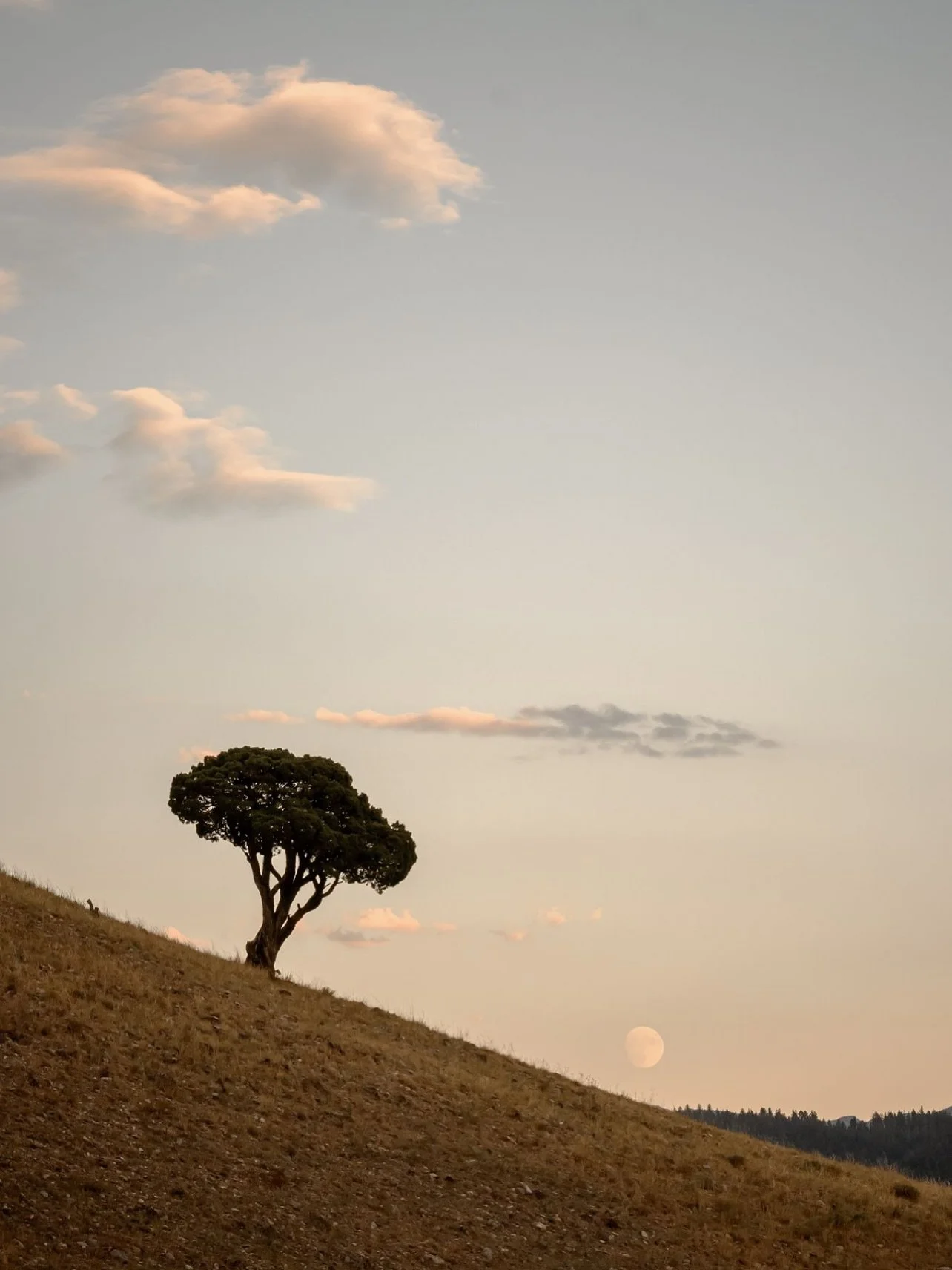 Evening in Yellowstone&hellip;