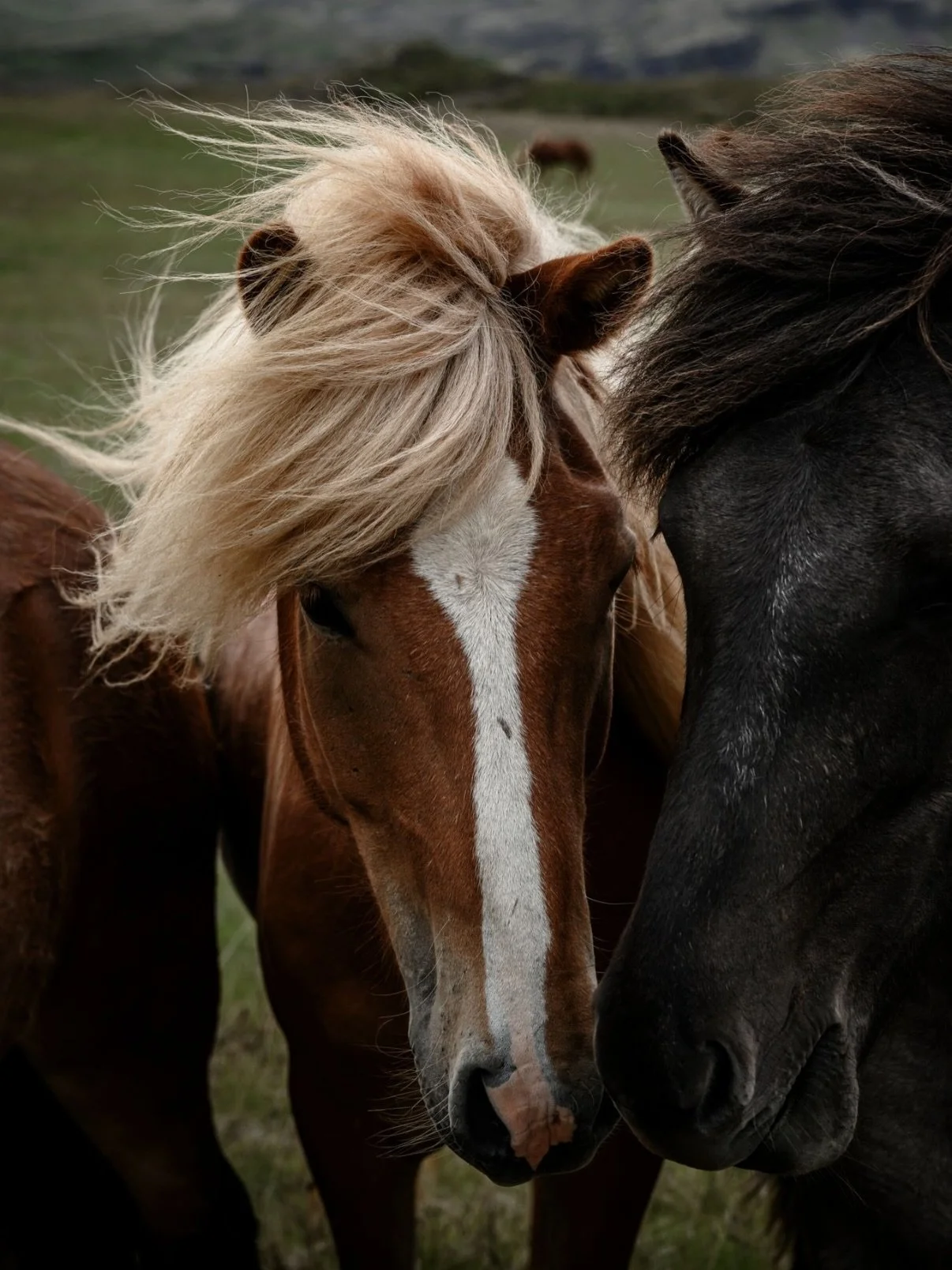 Wild hearts don&rsquo;t ask for permission.
They move with instinct.
With fire.
With freedom.
These horses, running across the Icelandic wind,
feel like the perfect symbol for this new year.
May we trust our strength and follow our own rhythm.
Year o