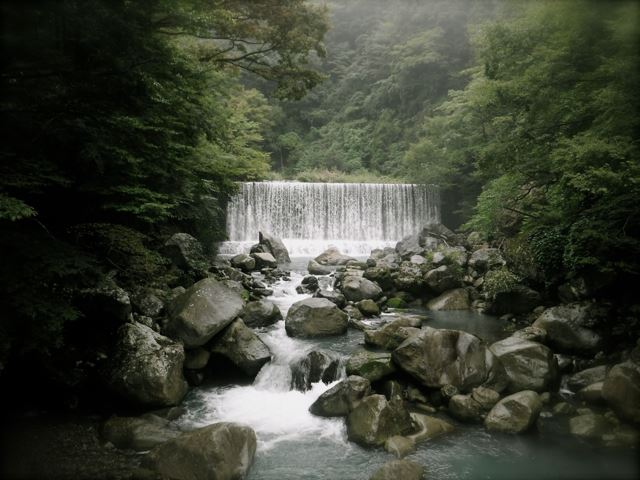 HAKONE Forest by me