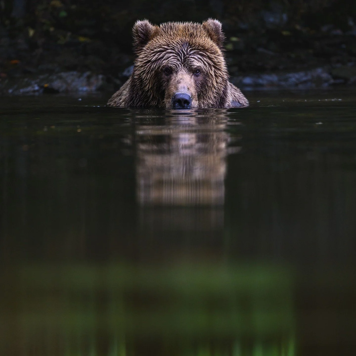While this may be an intimidating look at first glance, what you don't see is that underwater, this young boar (male bear) is just reaching around for fish to catch and eat for dinner. I just happened to click the shutter at the right moment and I ab