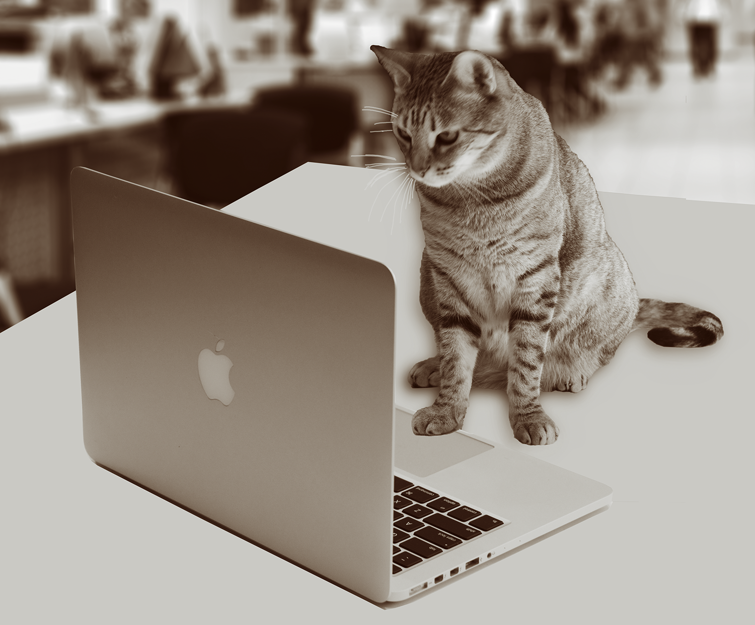 Grace, our CFO (Chief Feline Officer) answering your emails.