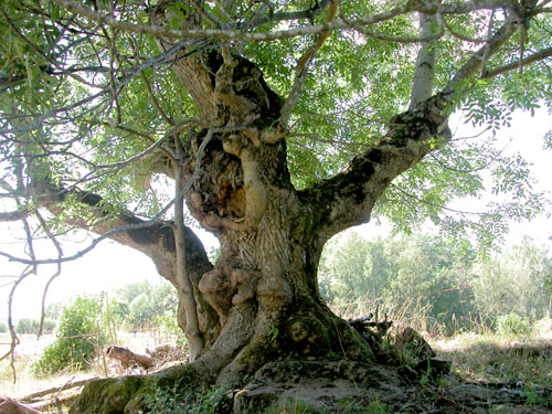 ancient ash tree.jpg