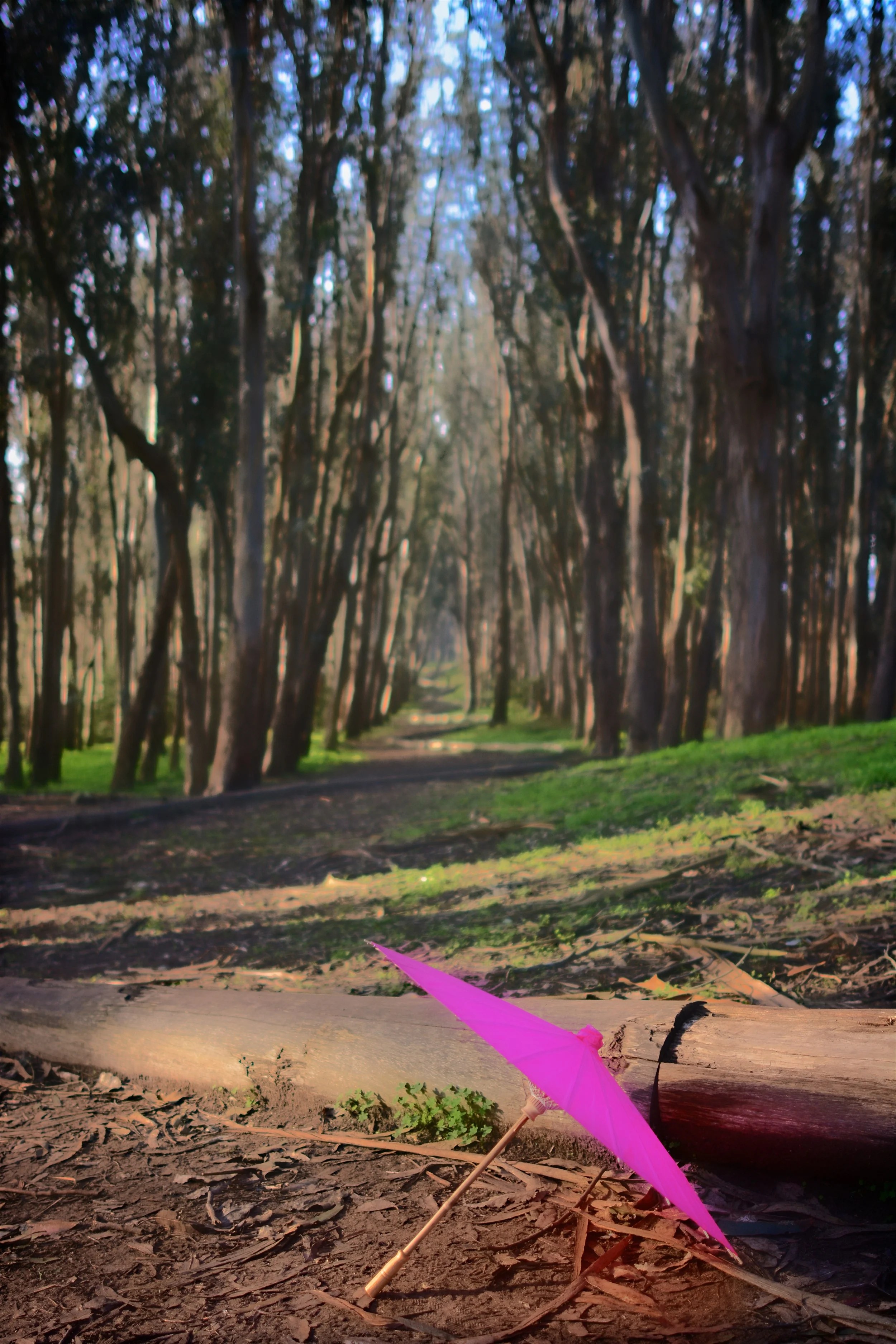 SF3_0278.jpg
