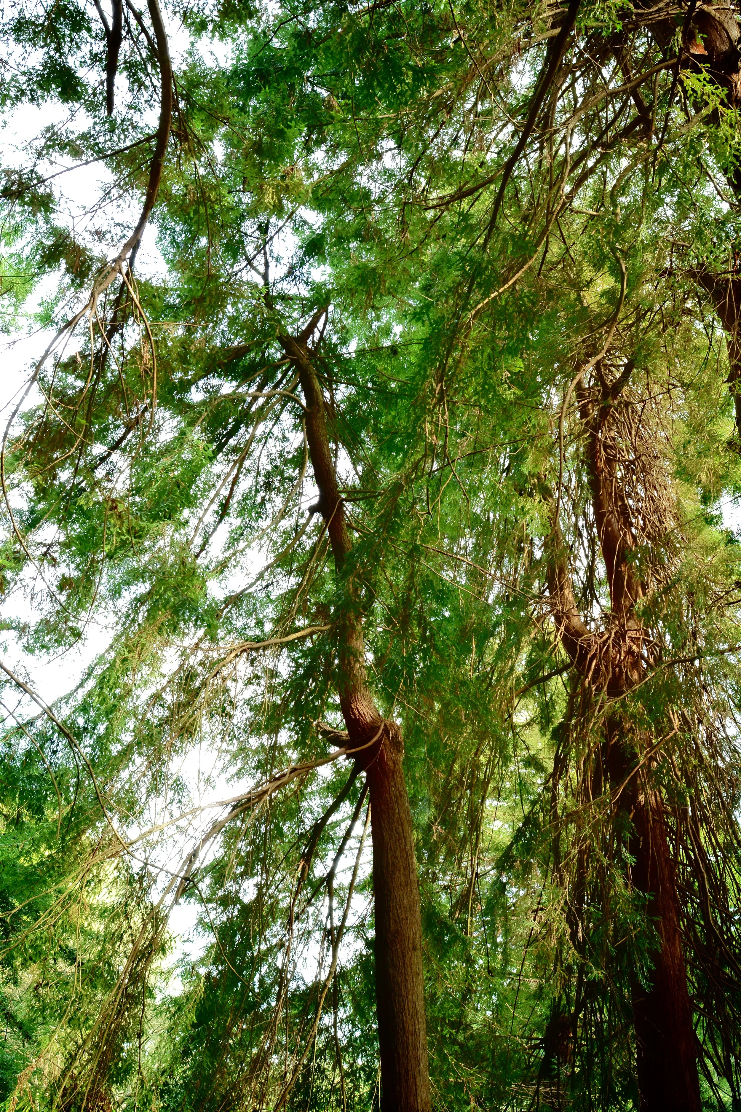 SW1_0444.jpg